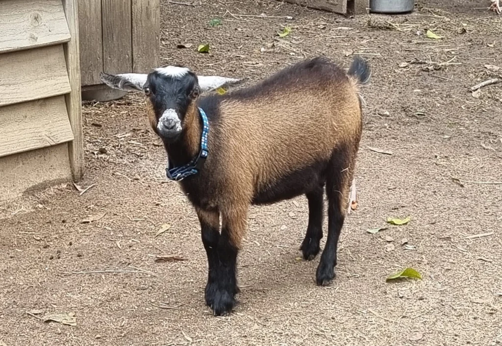 A young brown and black goat with a blue collar, looking towards the camera.