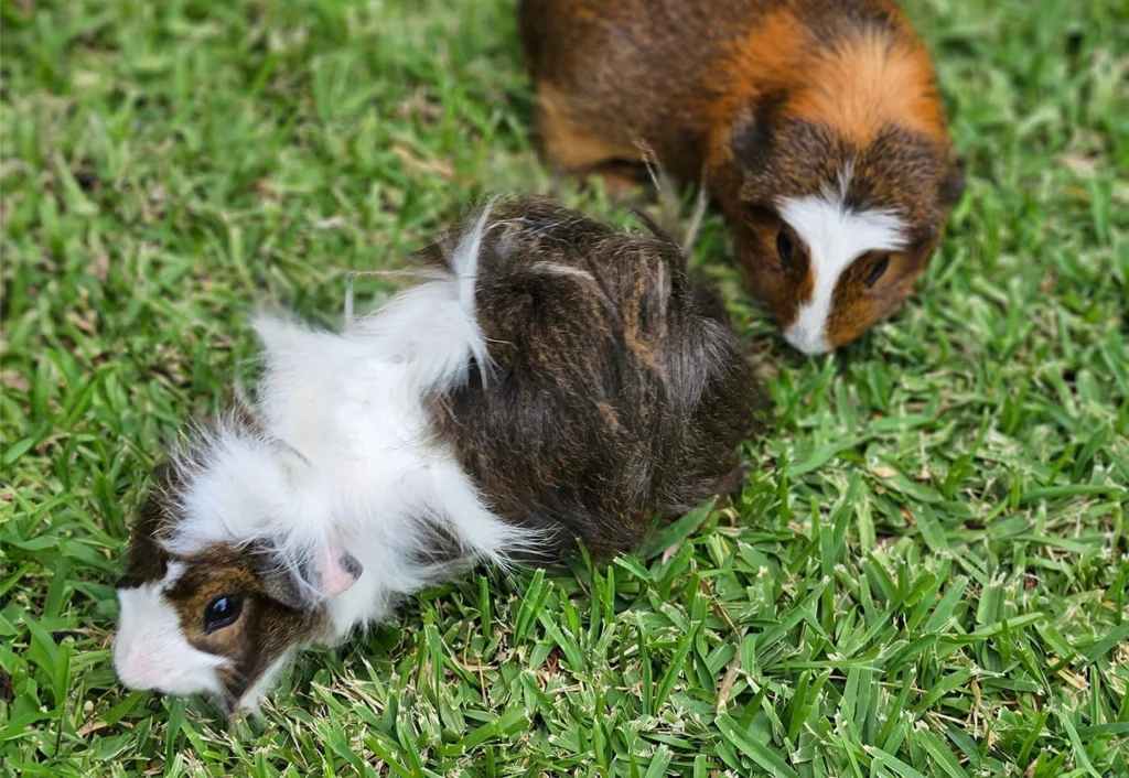 Two guinea pigs with brown, white, and black fur are grazing on green grass at Hervey Bay day care.