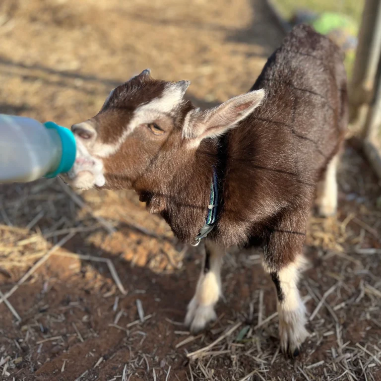 A brown and white baby goat with a blue collar drinks milk from a bottle while standing on a dirt and straw-covered ground within the barnyard at Busy Bees Chinchilla childcare.