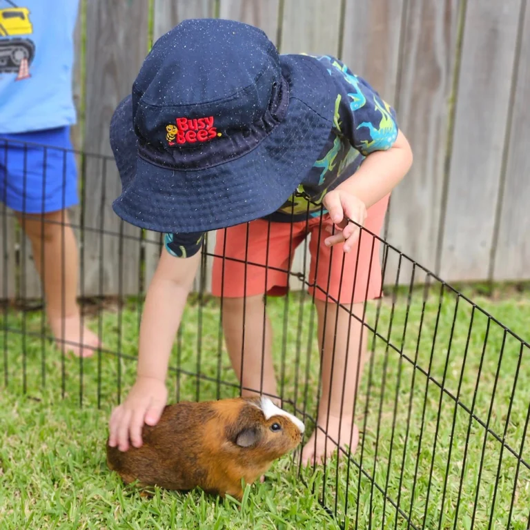 A child wearing a hat labeled "Busy Bees" pets a guinea pig inside a small fenced enclosure on a grassy area.