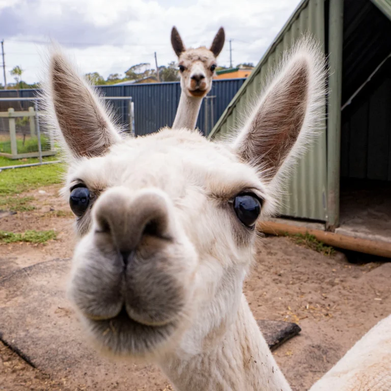 Two curious alpacas stand outside a shelter, one up close to the camera with the other peeking from behind. The background shows a fenced area and part of a building.