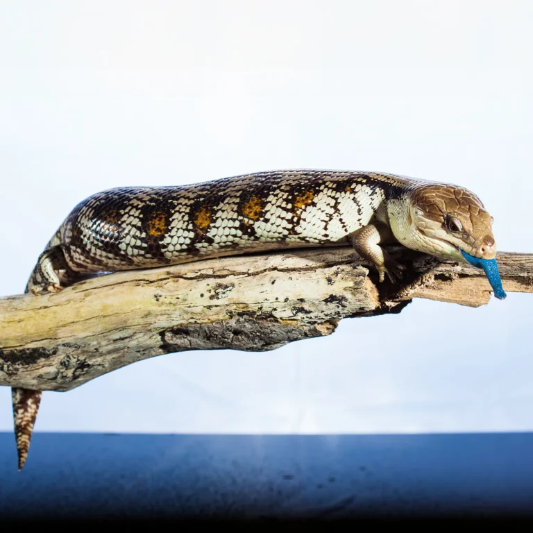 A blue-tongued skink is perched on a piece of wood, displaying its distinctive blue tongue against a plain light background, much to the fascination of the children at the local daycare.