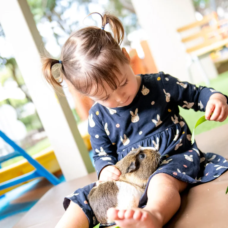 Young girl feeding a pet guinea pig at childcare.