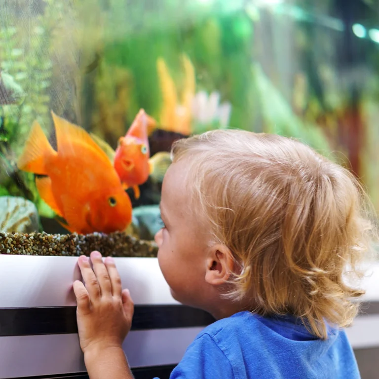 toddler looking at pet fish in tank