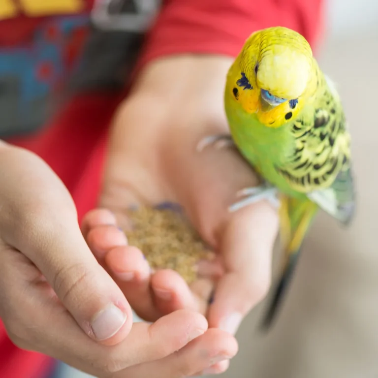 A green and yellow parakeet perches on a person's hand, eating seeds from their palm. The person, likely a kindergarten teacher in a red shirt, is visible from the shoulders down.