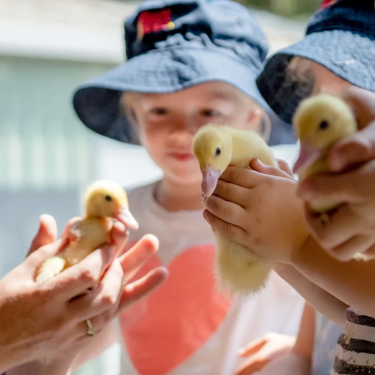 An adult and children are holding yellow ducklings at Central Coast Preschool.